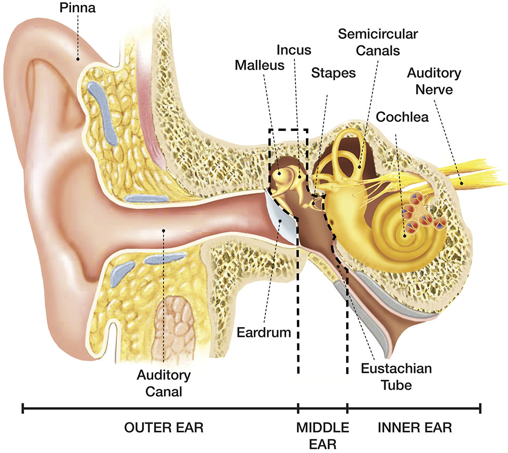Image - Anatomy of the Ear